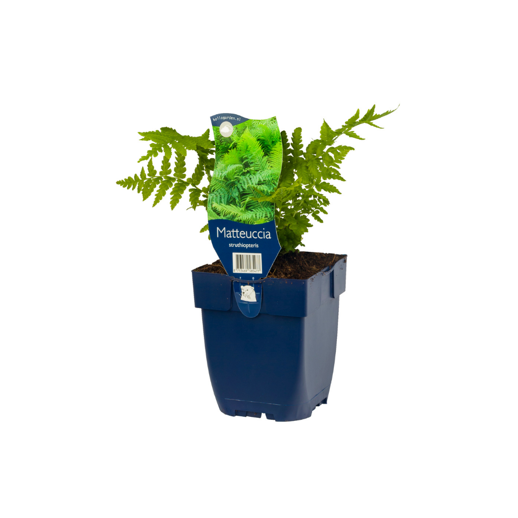 Trechtervaren (Matteuccia struthiopteris) ø 11 cm