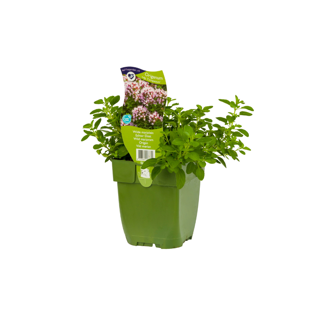 Wilde marjolein (Origanum vulg. 'Compactum') ø 11 cm