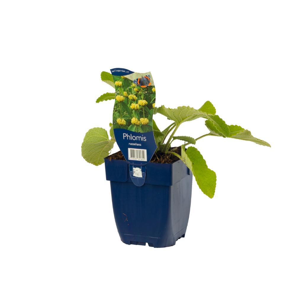 Phlomis (Phlomis russeliana) ø 11 cm