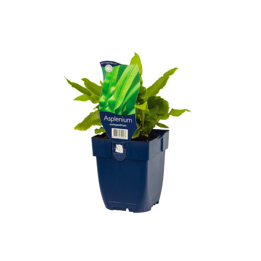 Tongvaren (Asplenium scolopendrium) ø 11 cm