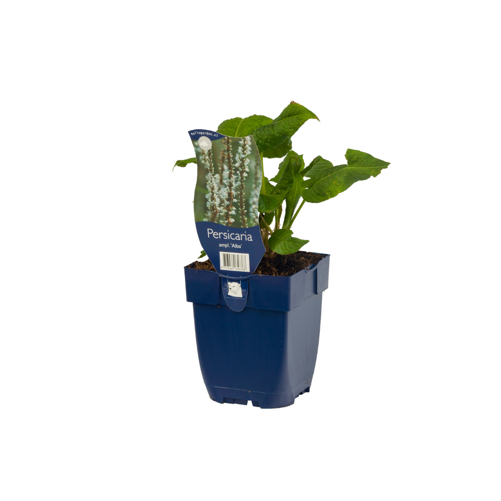 Duizendknoop (Persicaria ampl. 'Alba') ø 11 cm