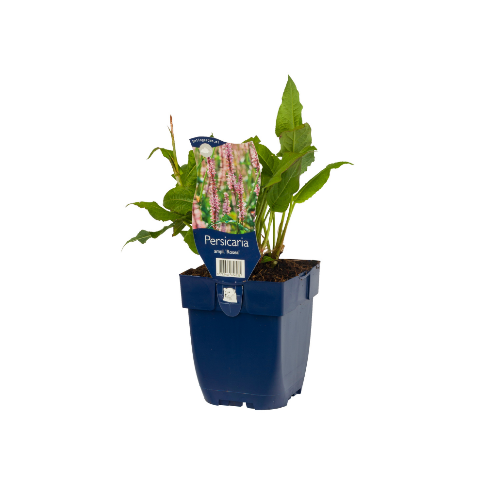 Duizendknoop (Persicaria ampl. 'Rosea') ø 11 cm