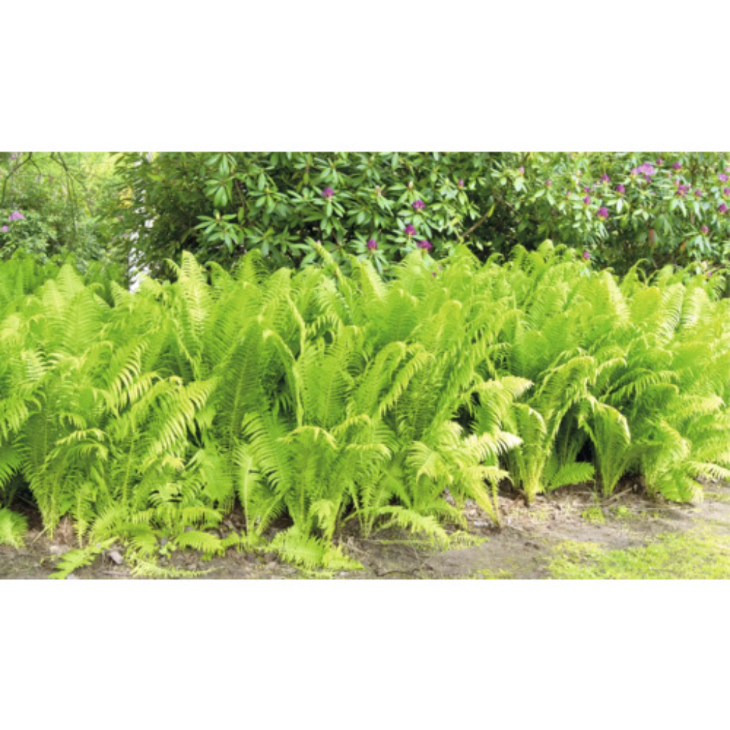 Koningsvaren (Osmunda regalis) ø 11 cm