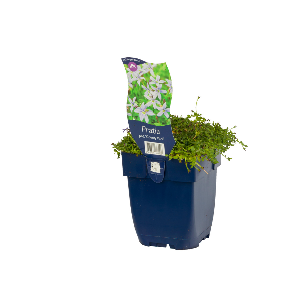 Pratia (Pratia pedunculata 'County Park') ø 11 cm
