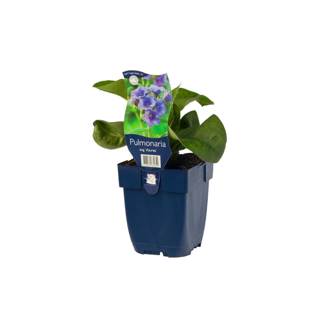 Longkruid (Pulmonaria ang. 'Azurea') ø 11 cm