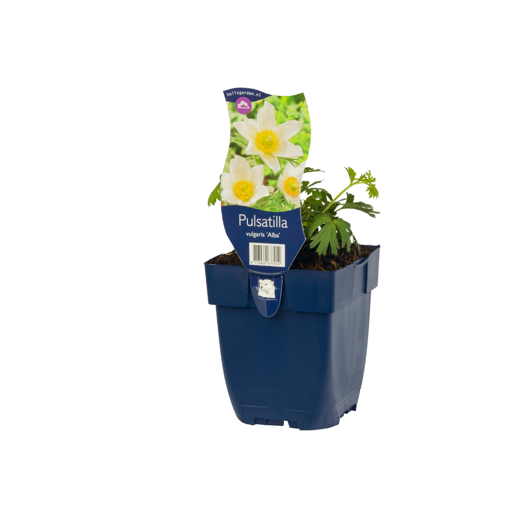 Wildemanskruid (Pulsatilla vulg. 'Alba') ø 11 cm