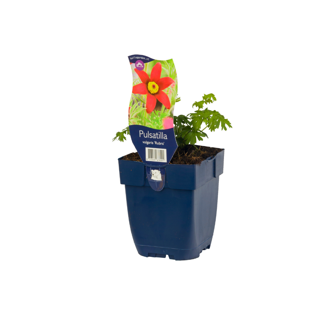 Wildemanskruid (Pulsatilla vulg. 'Rubra') ø 11 cm