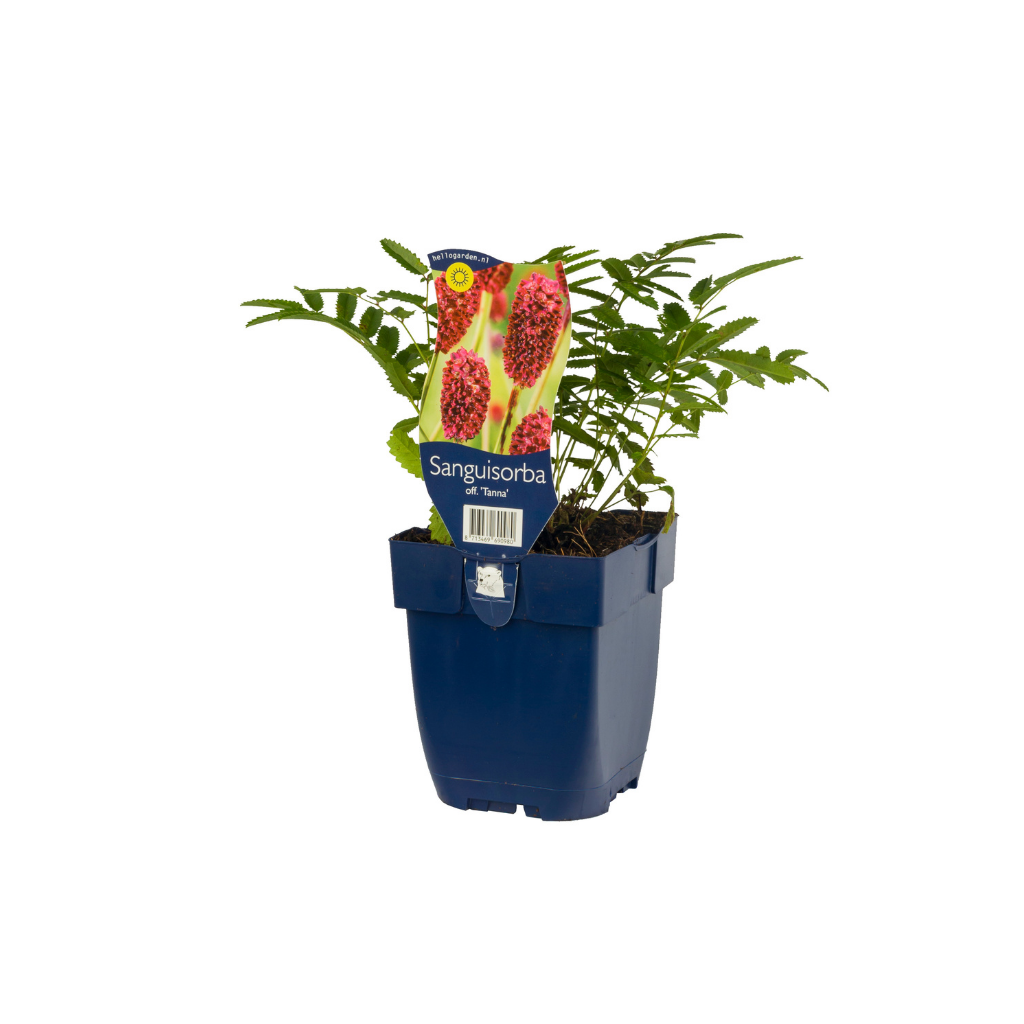 Pimpernel (Sanguisorba off. 'Tanna') ø 11 cm