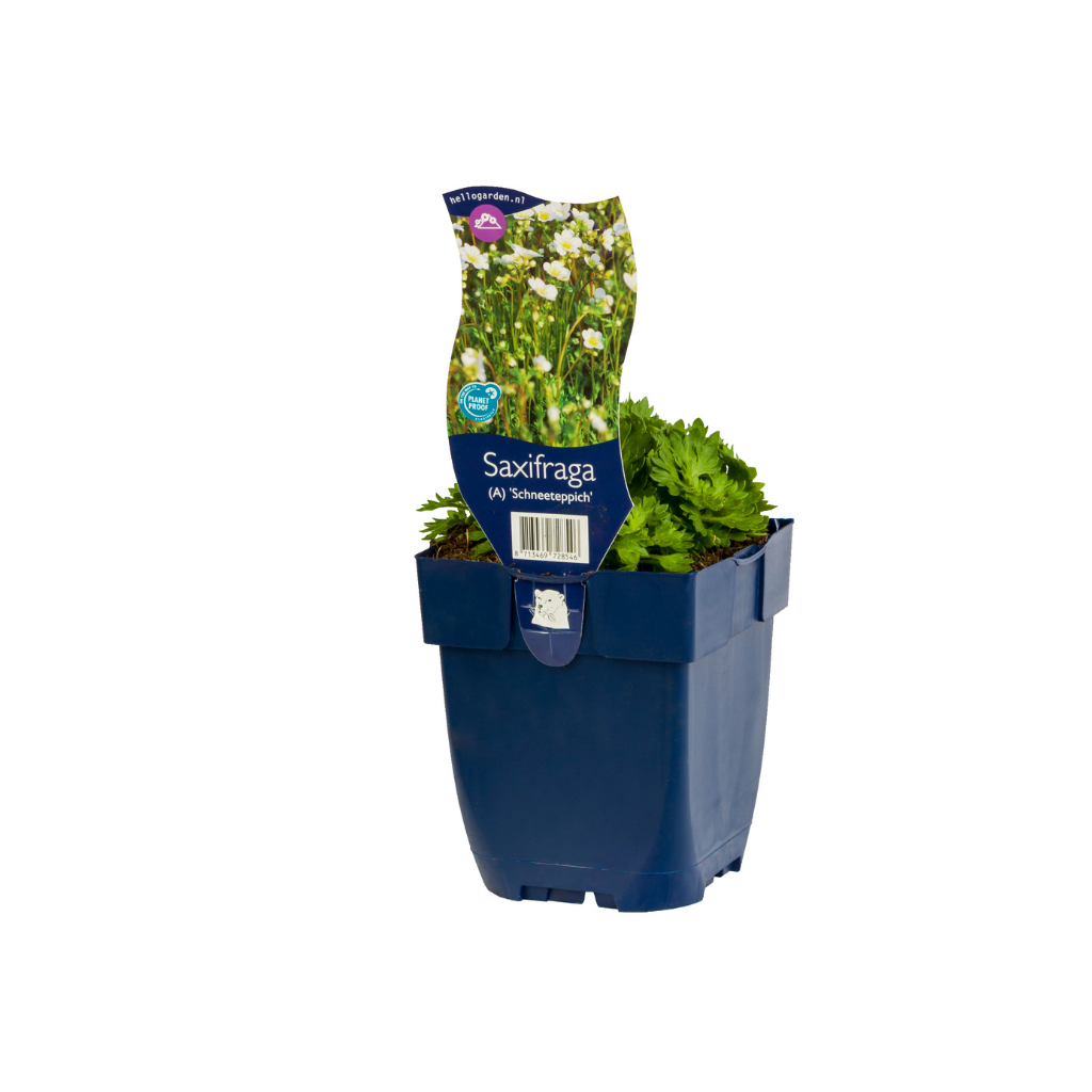 Mossteenbreek (Saxifraga (A) 'Schneeteppich') ø 11 cm