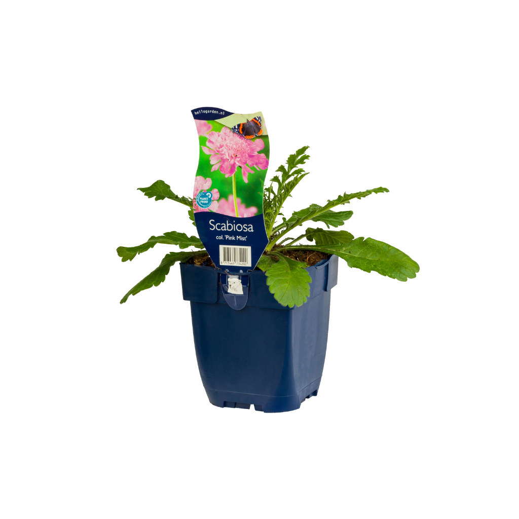 Duifkruid (Scabiosa col. 'Pink Mist') ø 11 cm