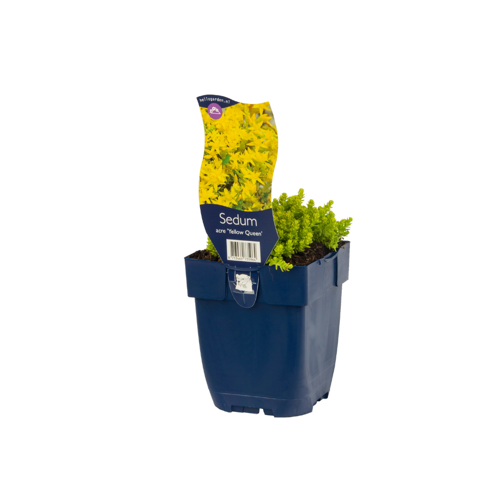 Vetkruid (Sedum acre 'Yellow Queen') ø 11 cm