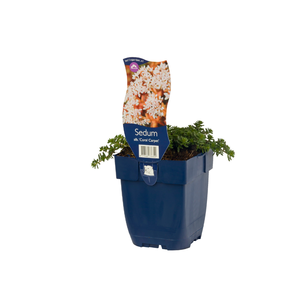 Vetkruid (Sedum album 'Coral Carpet') ø 11 cm
