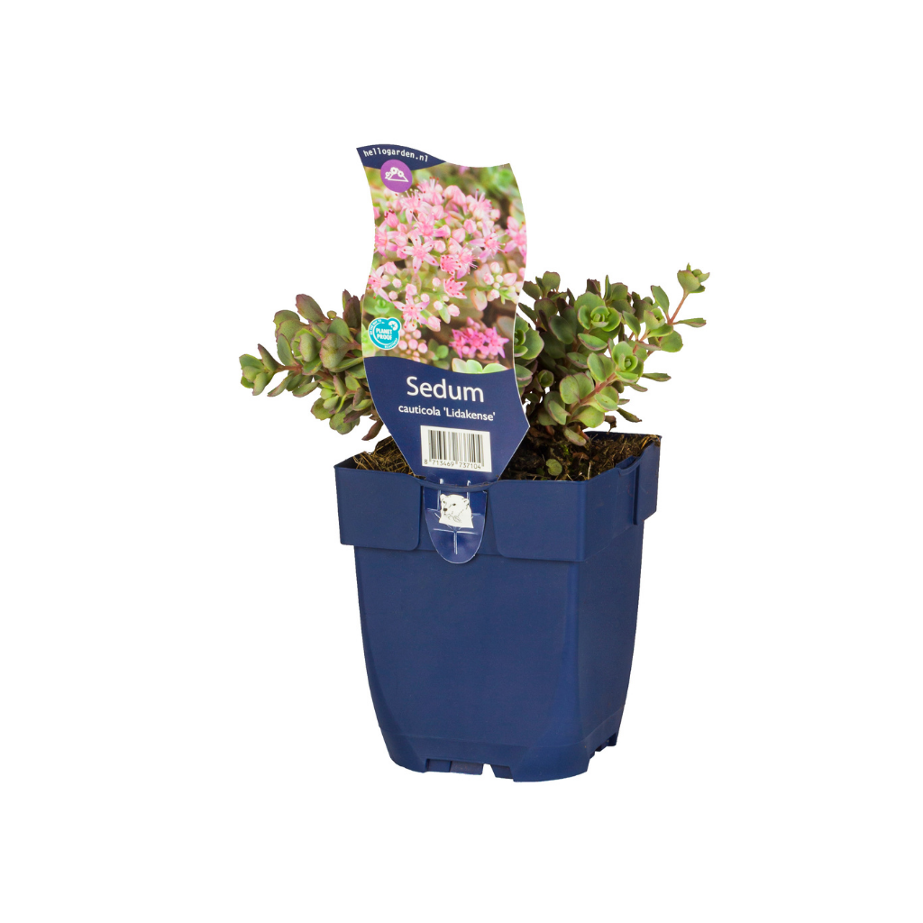 Vetkruid (Sedum cauticola 'Lidakense') ø 11 cm