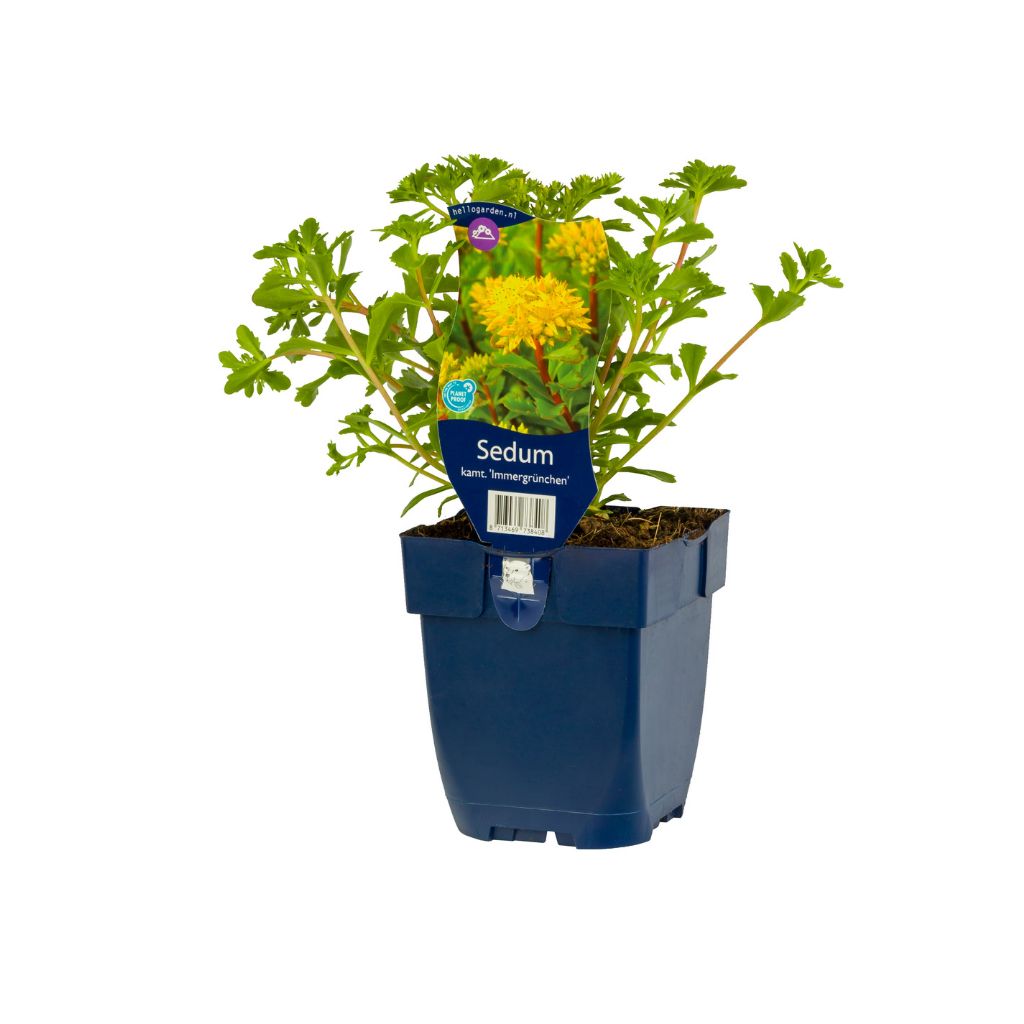 Vetkruid (Sedum kamt. 'Immergrün') ø 11 cm