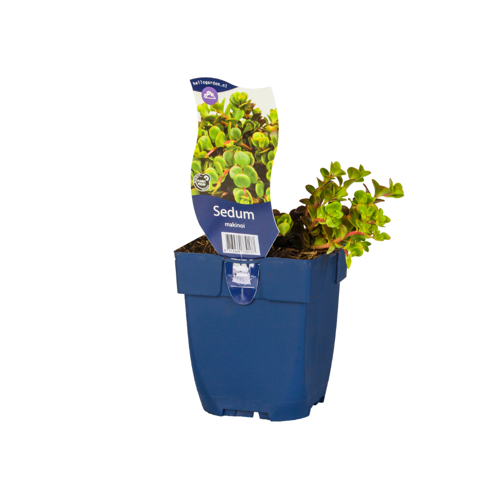 Vetkruid (Sedum makinoi) ø 11 cm