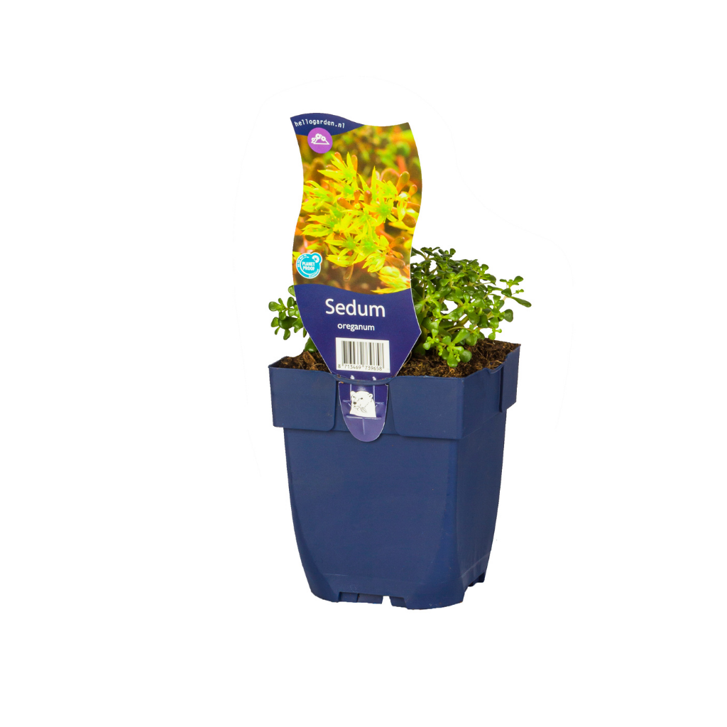 Vetkruid (Sedum oreganum) ø 11 cm