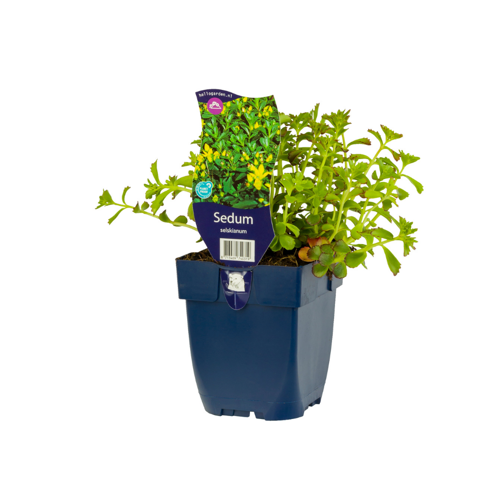 Vetkruid (Sedum selskianum) ø 11 cm
