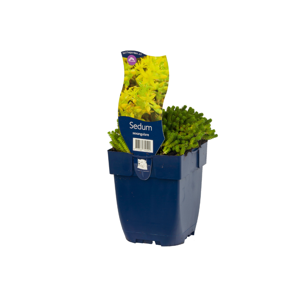 Zacht vetkruid (Sedum sexangulare) ø 11 cm