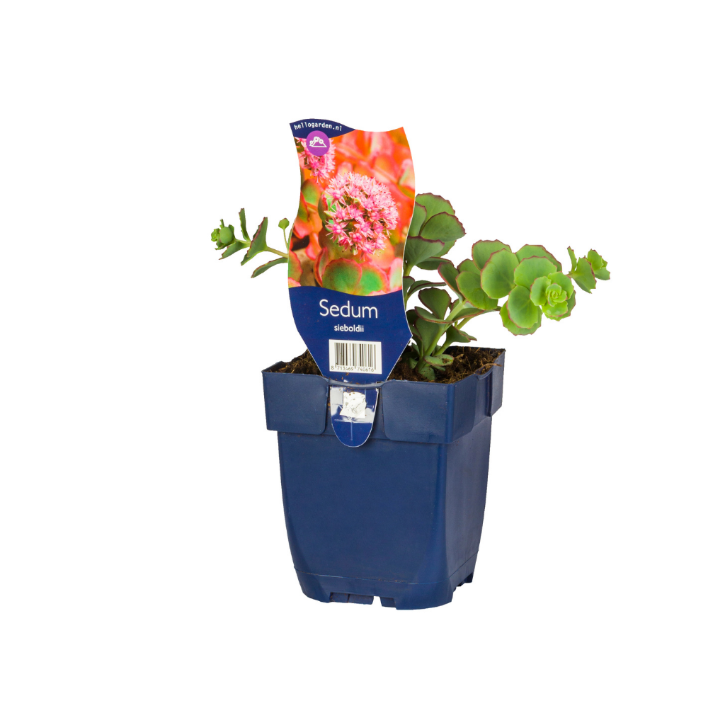 Vetkruid (Sedum sieboldii) ø 11 cm