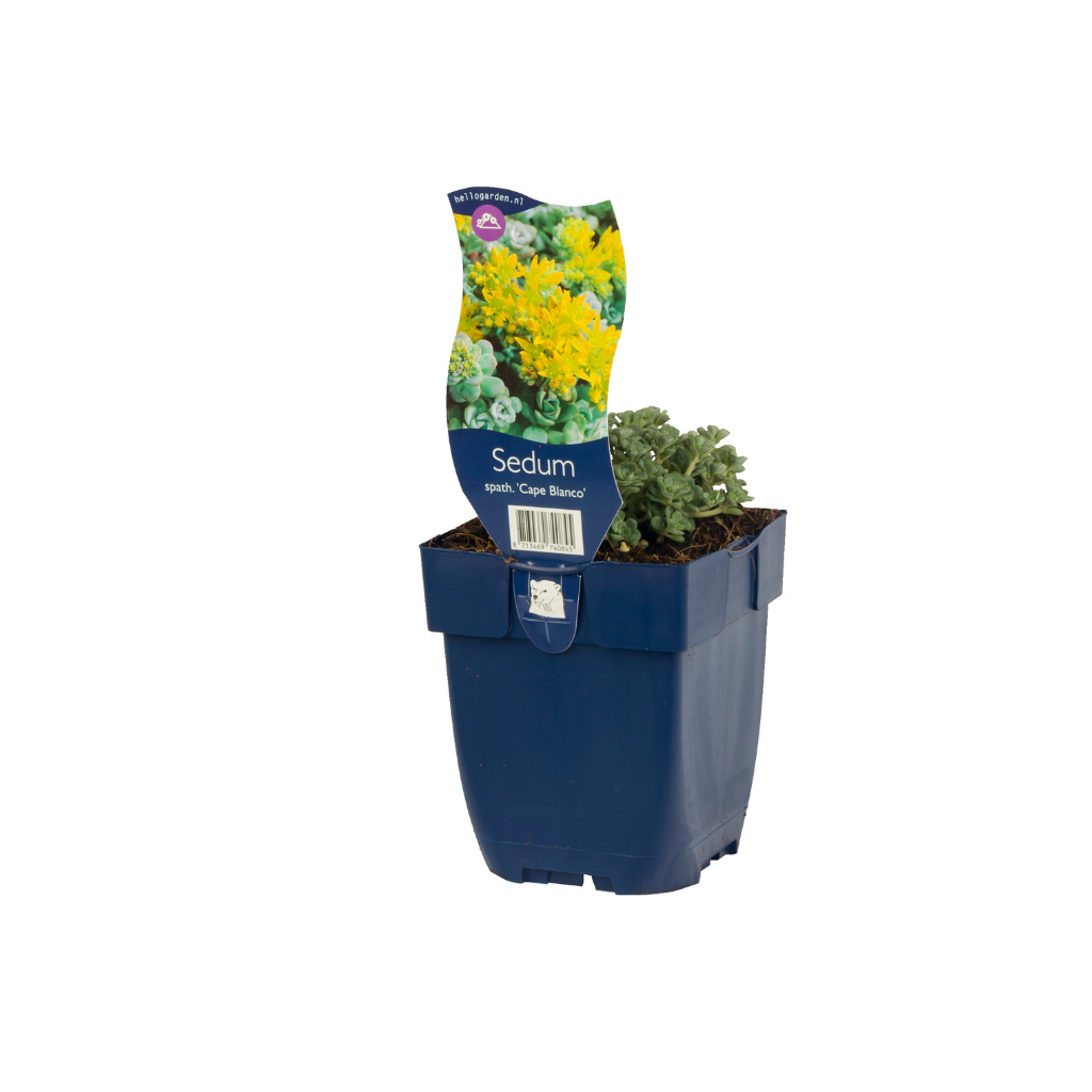 Vetkruid (Sedum spath. 'Cape Blanco') ø 11 cm