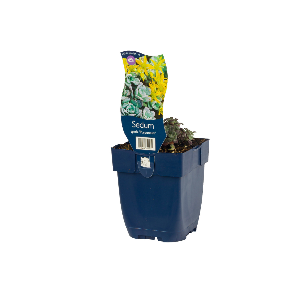 Vetkruid (Sedum spath. 'Purpureum') ø 11 cm