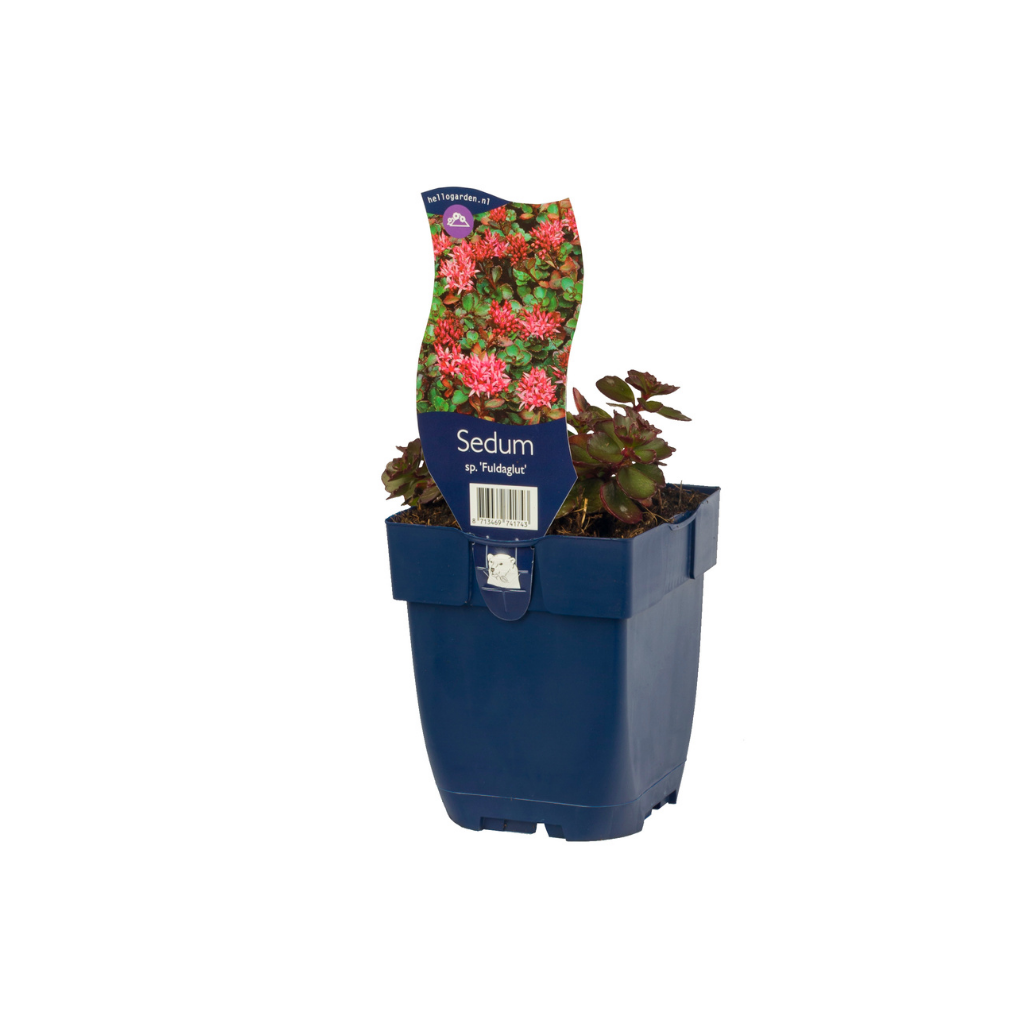 Vetkruid (Sedum spur. 'Fuldaglut') ø 11 cm