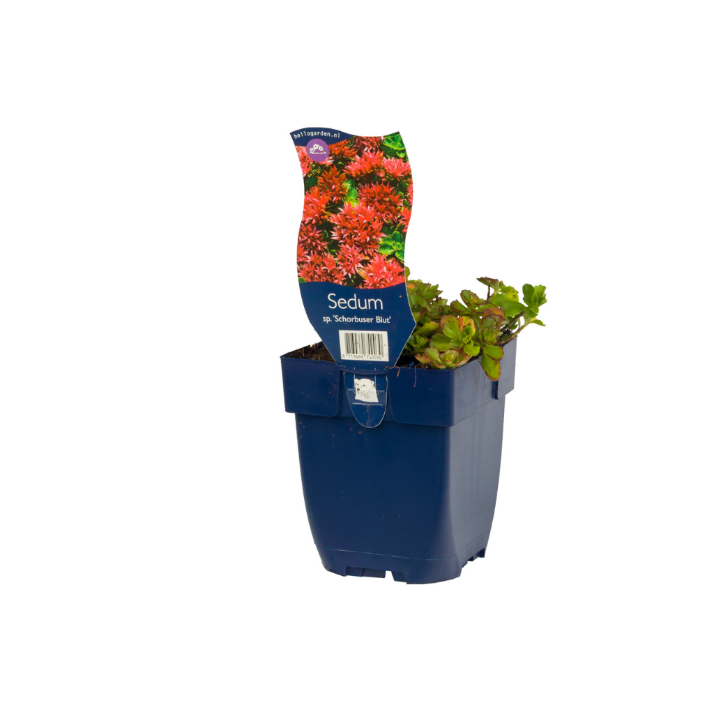 Vetkruid (Sedum spur. 'Schorbuser Blut') ø 11 cm
