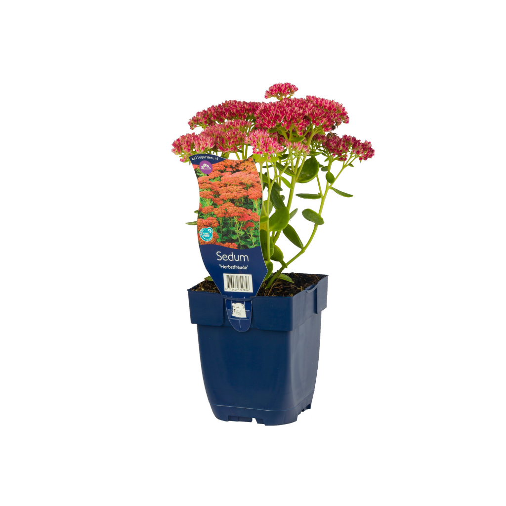 Hemelsleutel (Sedum 'Herbstfreude') ø 11 cm