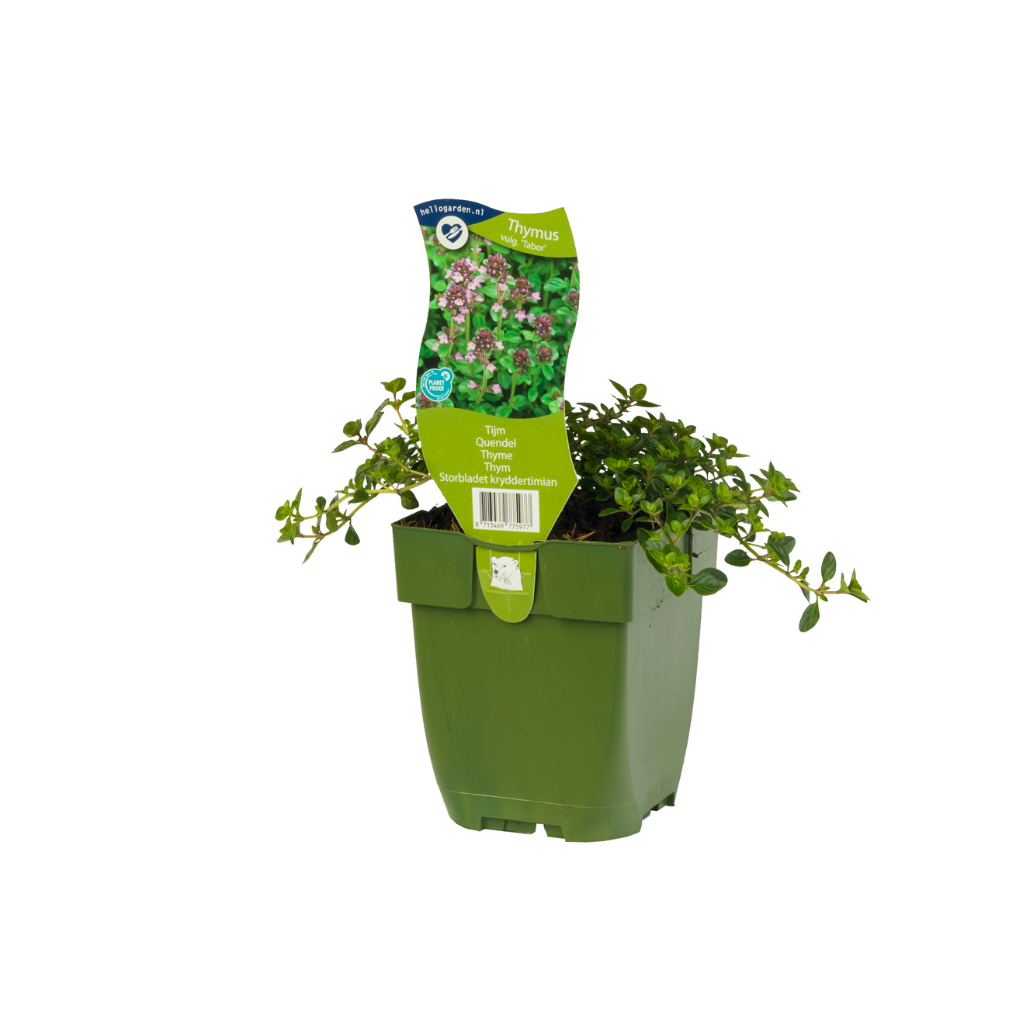 Tijm (Thymus vulg. 'Tabor') ø 11 cm