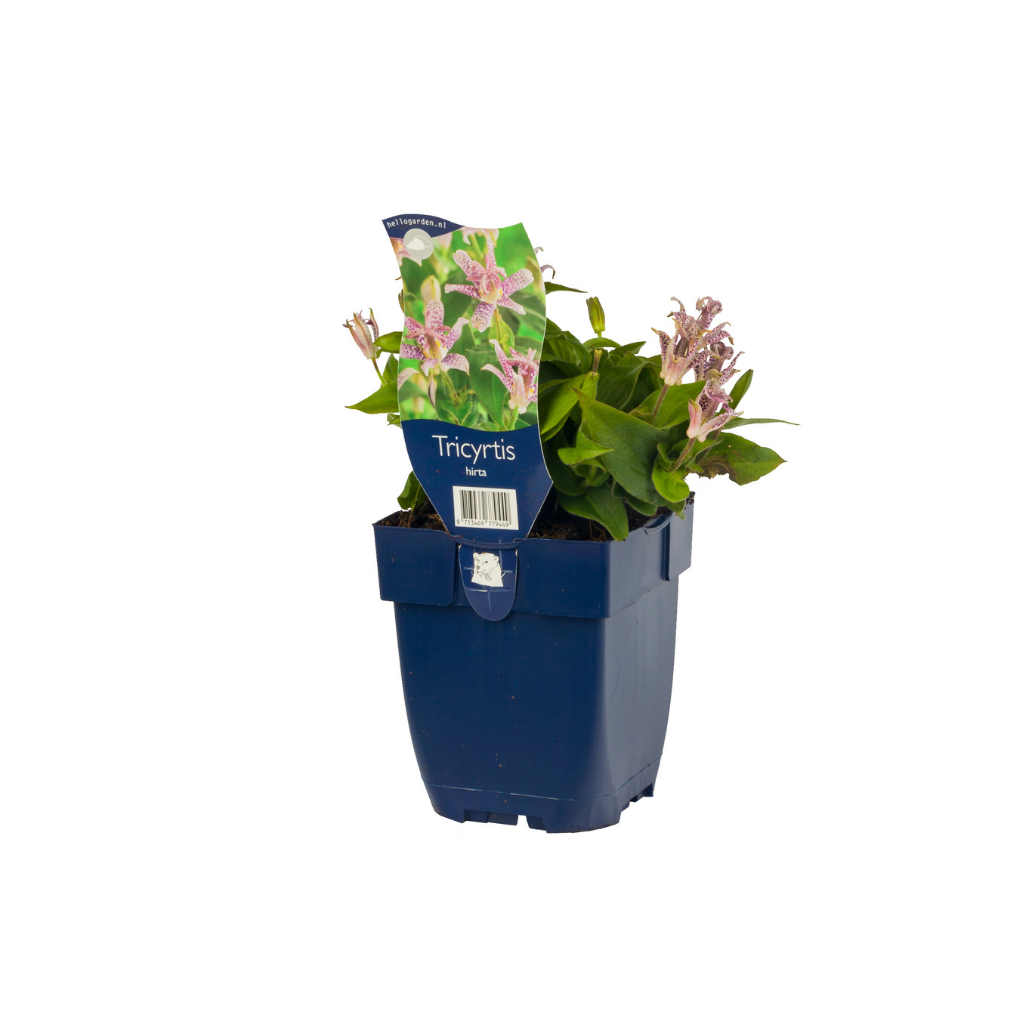Paddenlelie (Tricyrtis hirta) ø 11 cm