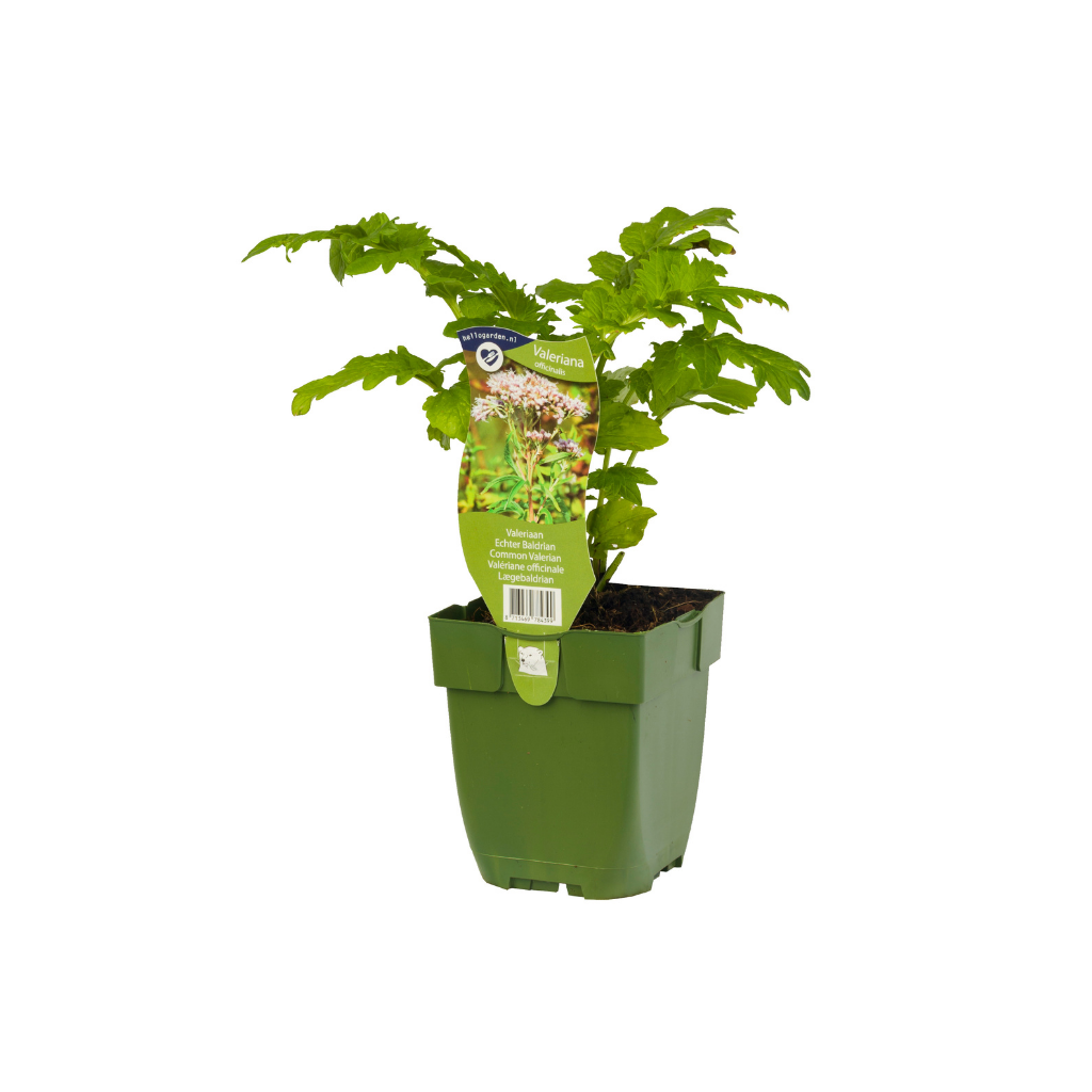 Valeriaan (Valeriana officinalis) ø 11 cm