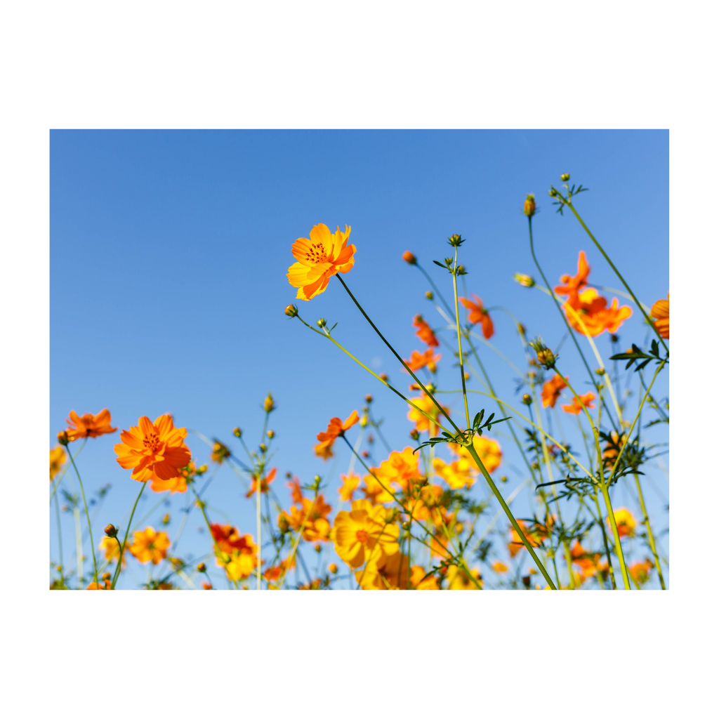 Anna's Collection Tuinposter Buitencanvas Bloemen Oranje 58 x 78 cm