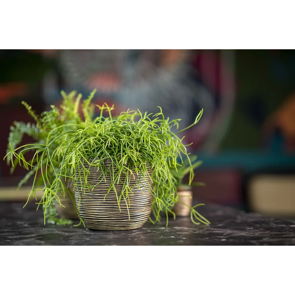 Capi Europe Bloempot Rib Zwart Goud 24 x 21 cm