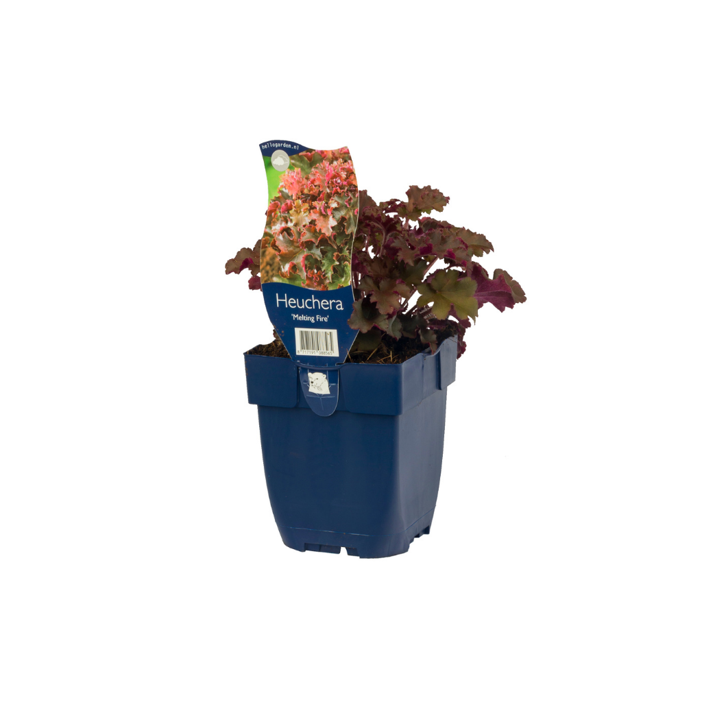 Purperklokje (Heuchera 'Melting Fire') ø 11 cm