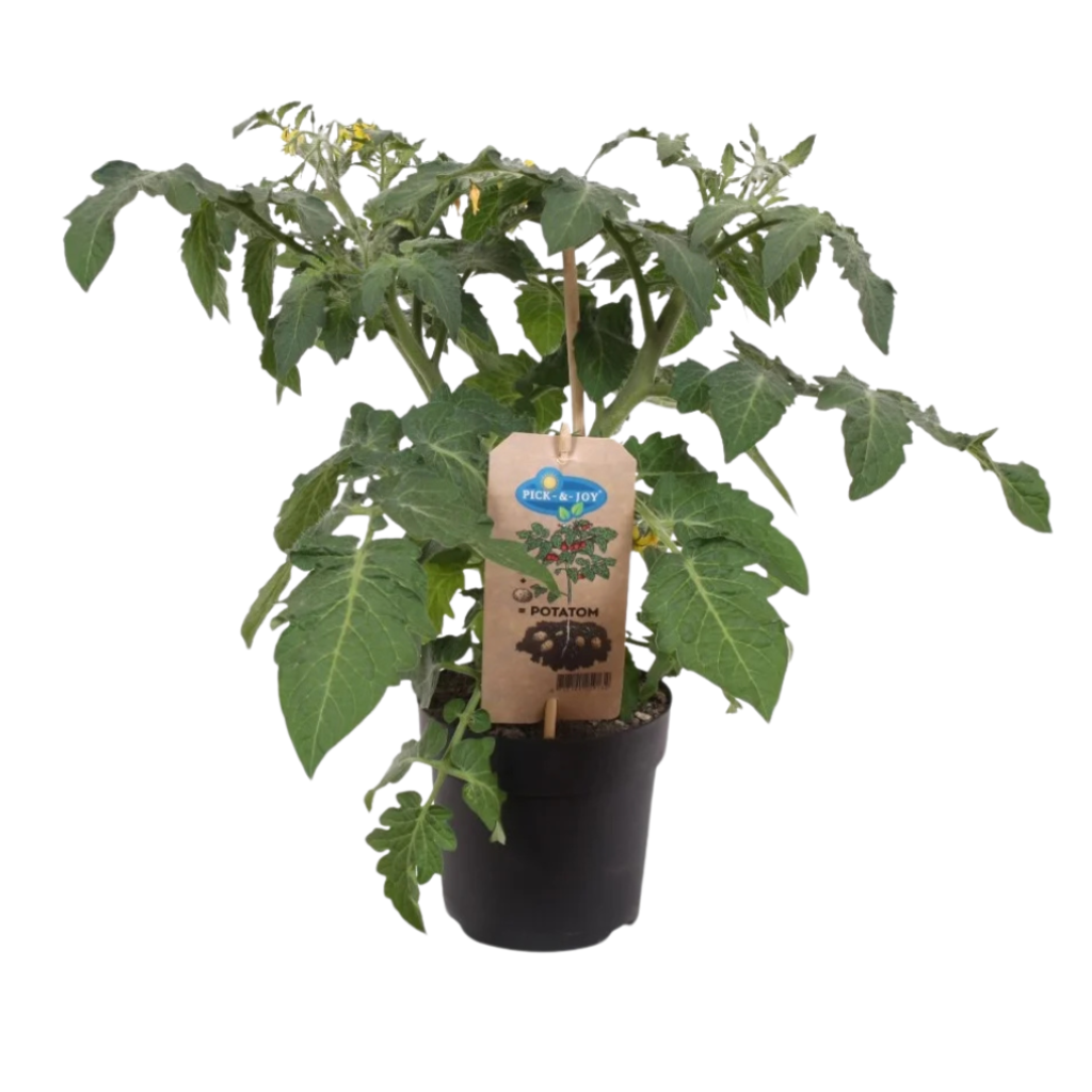 Tomaat aardappel (Solanum Potatom) H 40 ø 13 cm