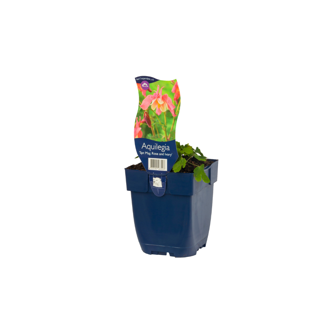 Akelei (Aquilegia 'Spring Magic Rose and Ivory') ø 11 cm