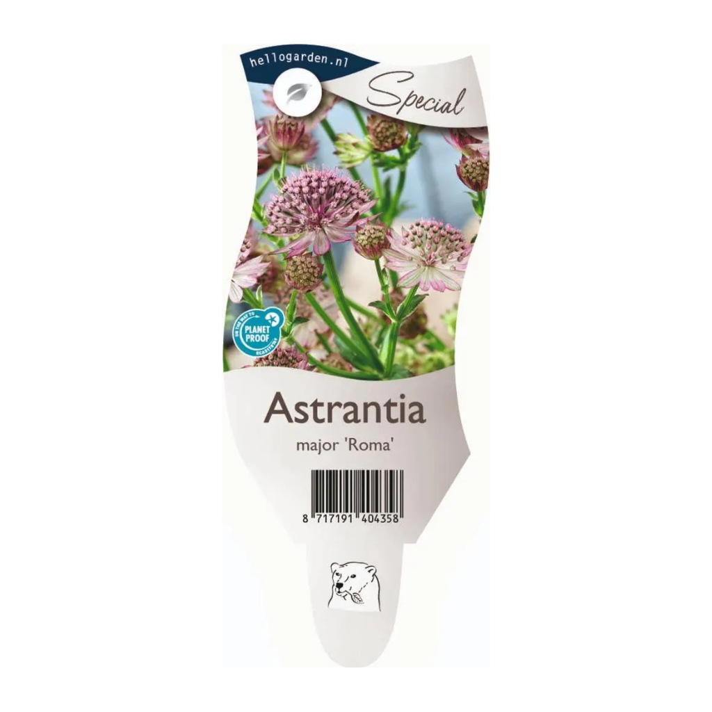 Zeeuws knoopje (Astrantia maj. 'Roma') ø 11 cm