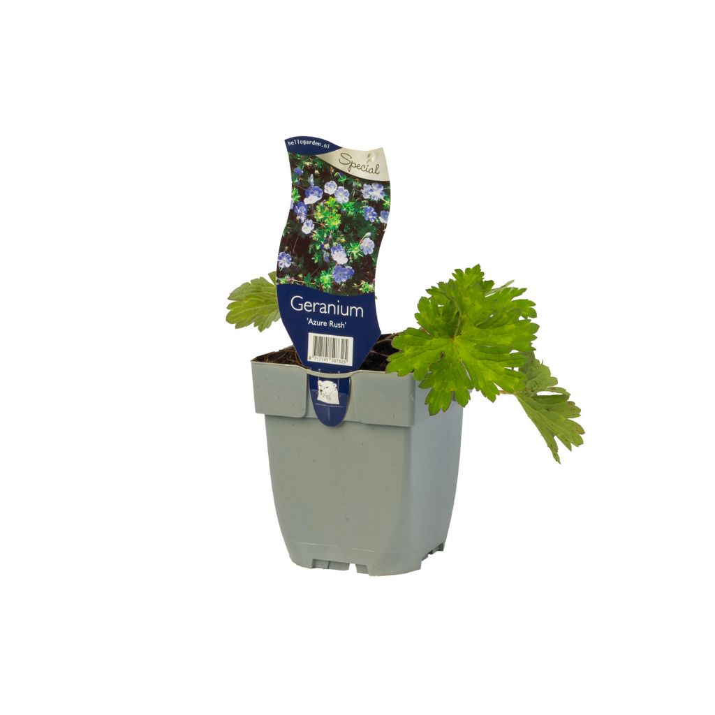 Ooievaarsbek (Geranium 'Azure Rush') ø 11 cm