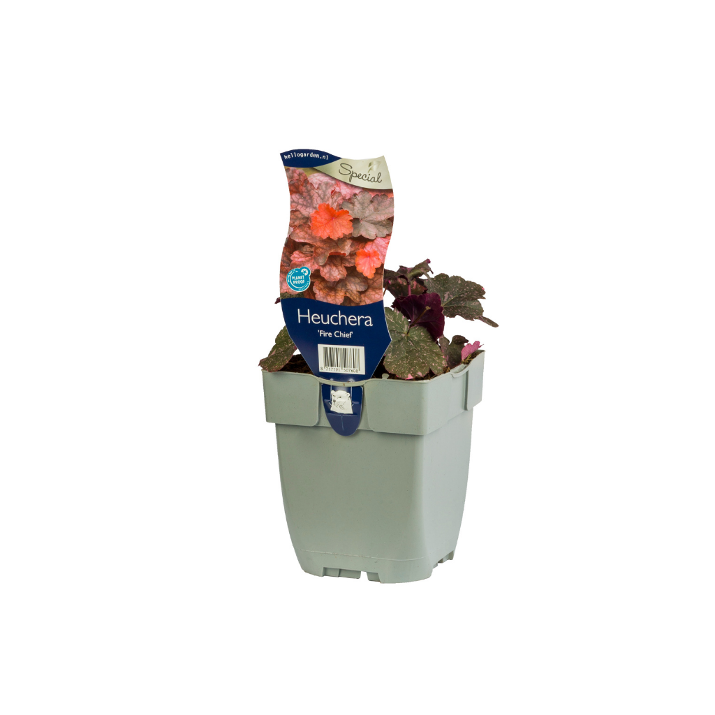 Purperklokje (Heuchera 'Fire Chief') ø 11 cm