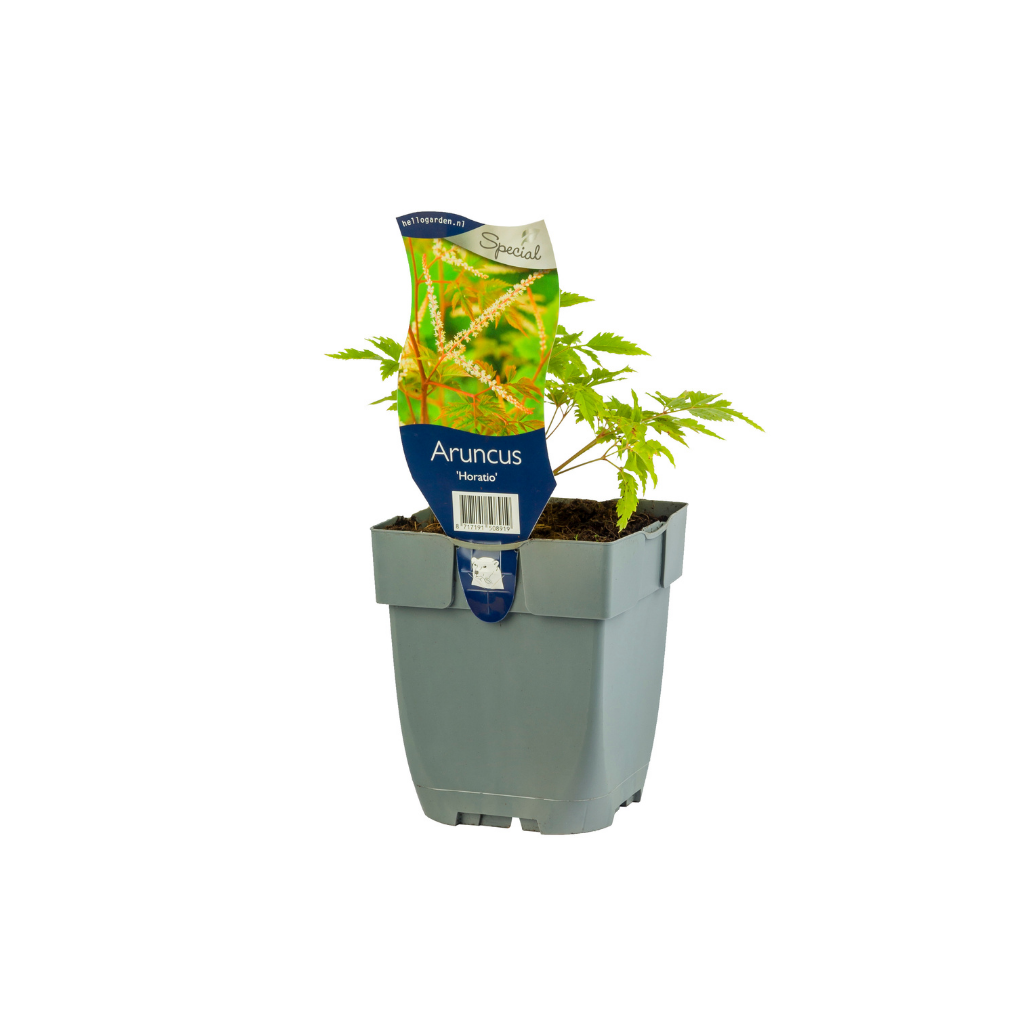 Geitebaard (Aruncus 'Horatio') ø 11 cm