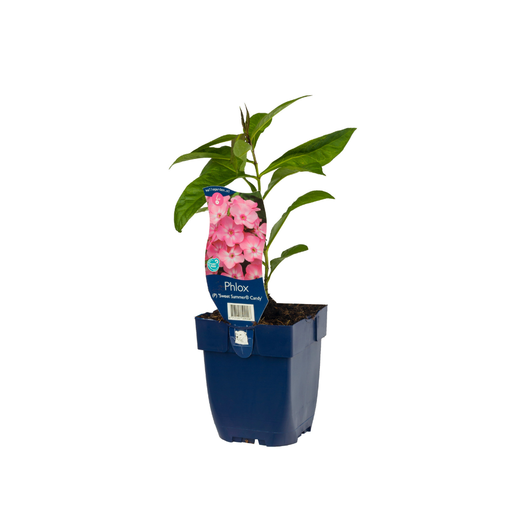 Vlambloem (Phlox (P) 'Sw. Summer Candy') ø 11 cm