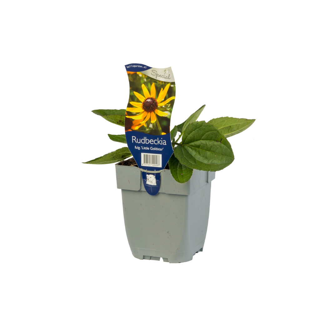 Zonnehoed (Rudbeckia fulg. 'Little Goldstar') ø 11 cm