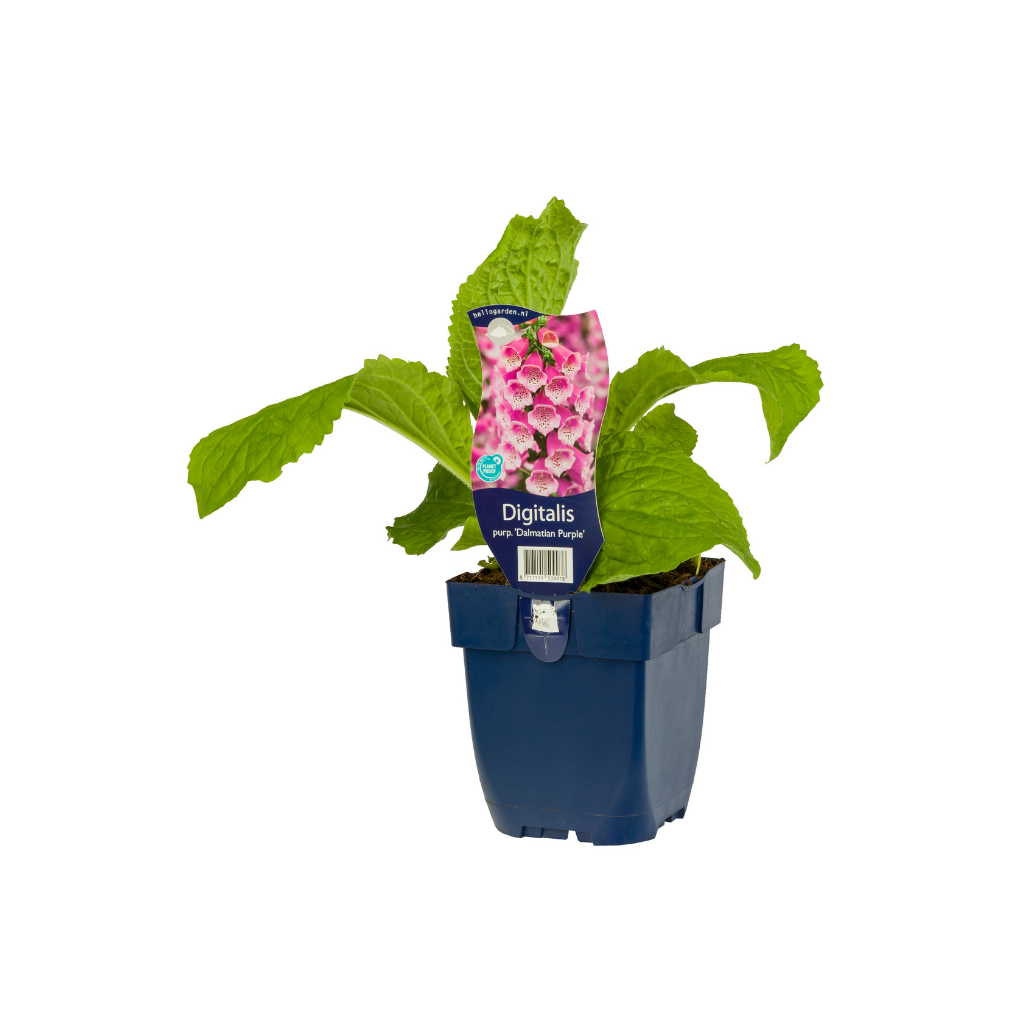 Vingerhoedjeskruid (Digitalis purp. 'Dalmatian Purple') ø 11 cm