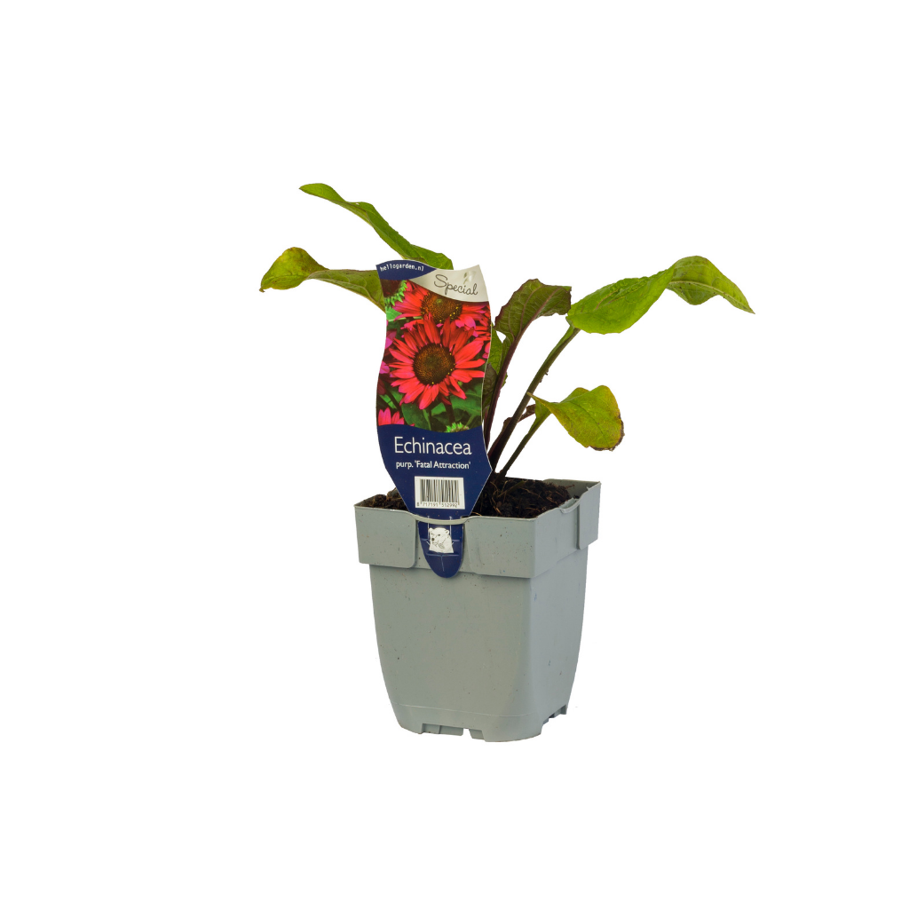 Zonnehoed (Echinacea purp. 'Fatal Attraction') ø 11 cm
