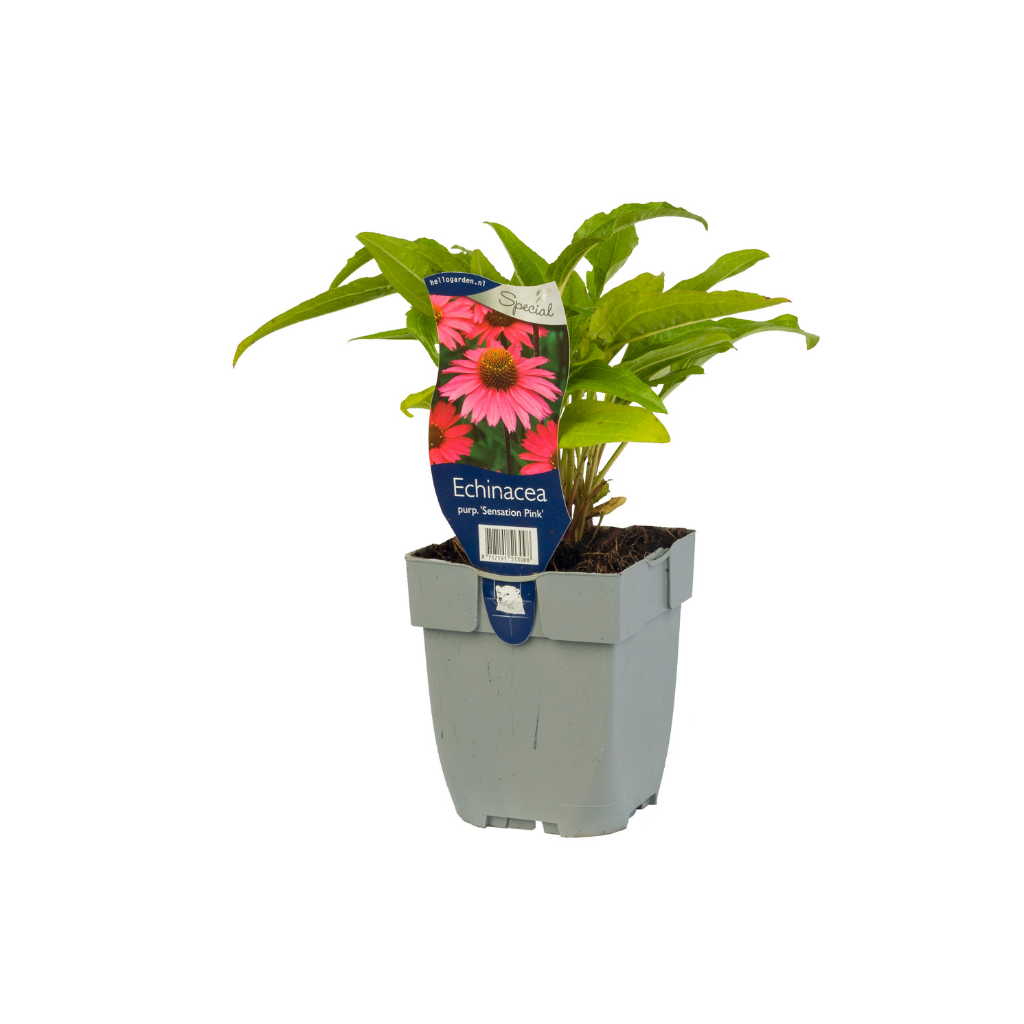Zonnehoed (Echinacea purp. 'Sensation Pink') ø 11 cm