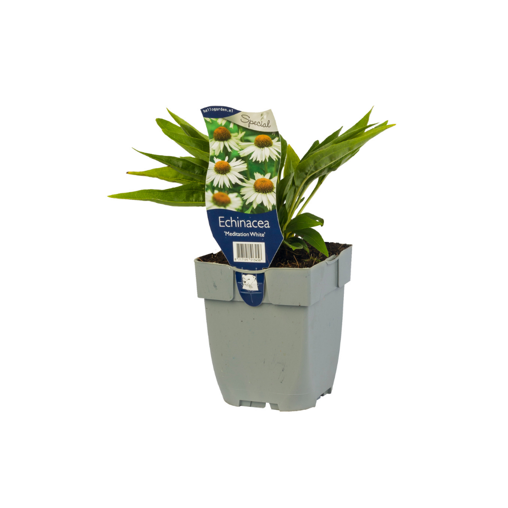Zonnehoed (Echinacea 'Meditation White') ø 11 cm
