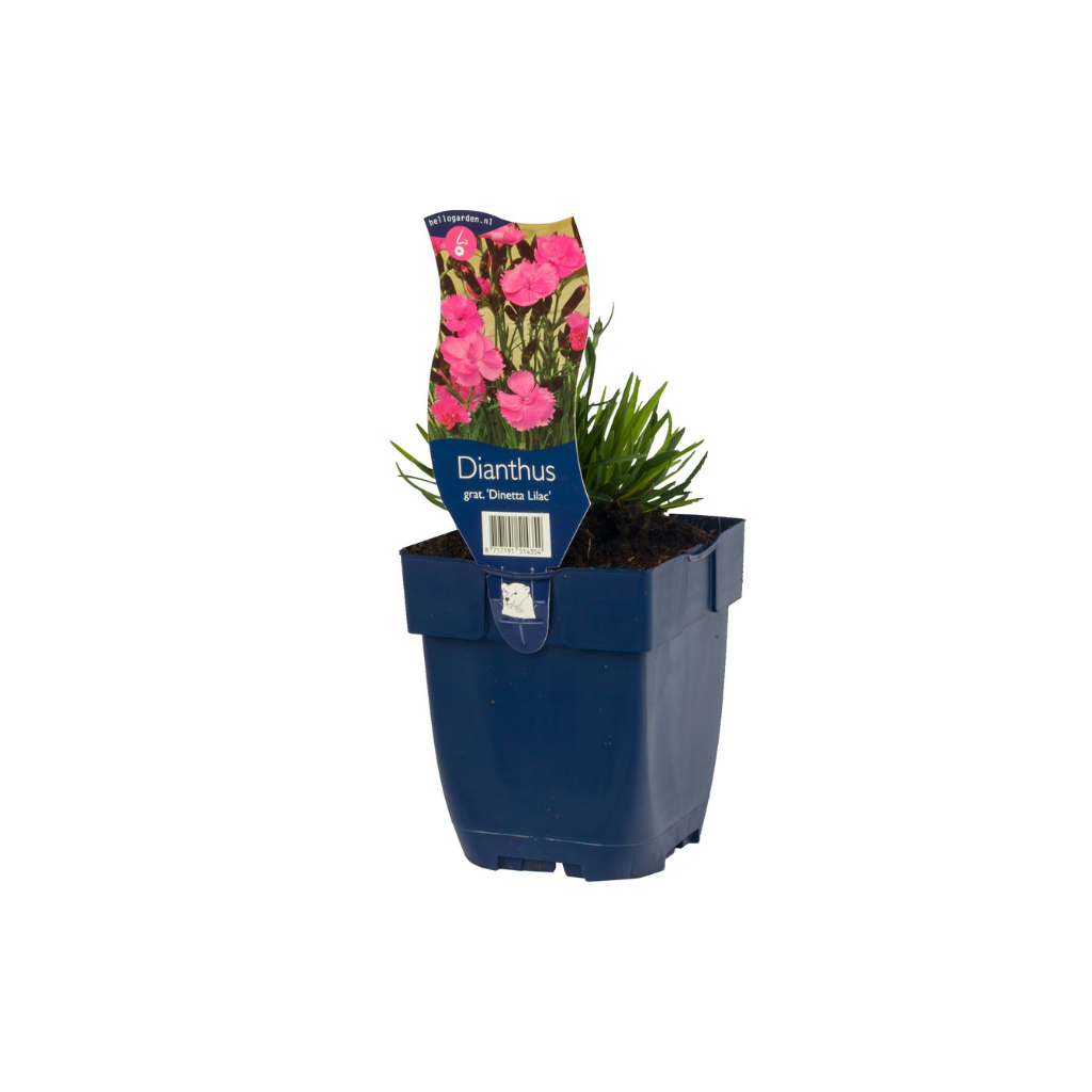 Anjer (Dianthus grat. 'Dinetta Lilac') ø 11 cm