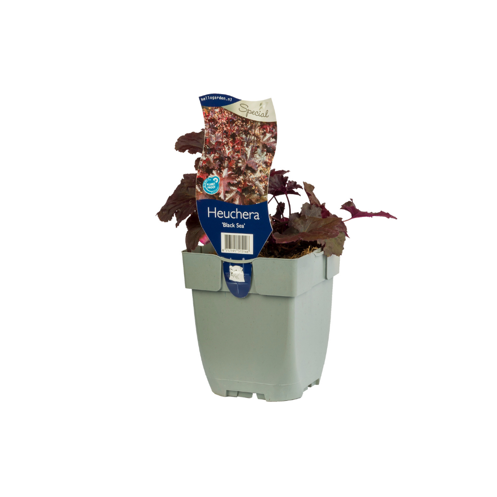 Purperklokje (Heuchera 'Black Sea') ø 11 cm