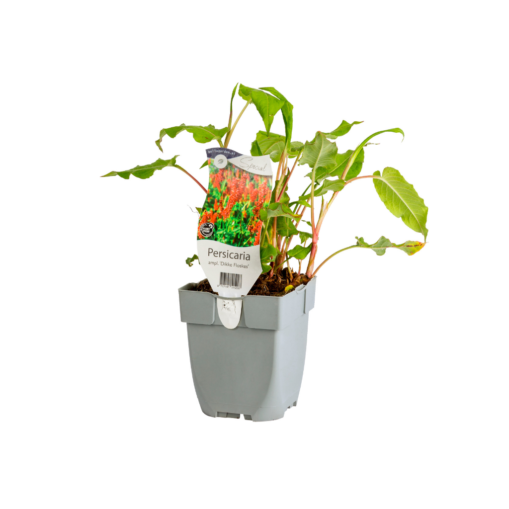 Duizendknoop (Persicaria ampl. 'Dikke Floskes') ø 11 cm