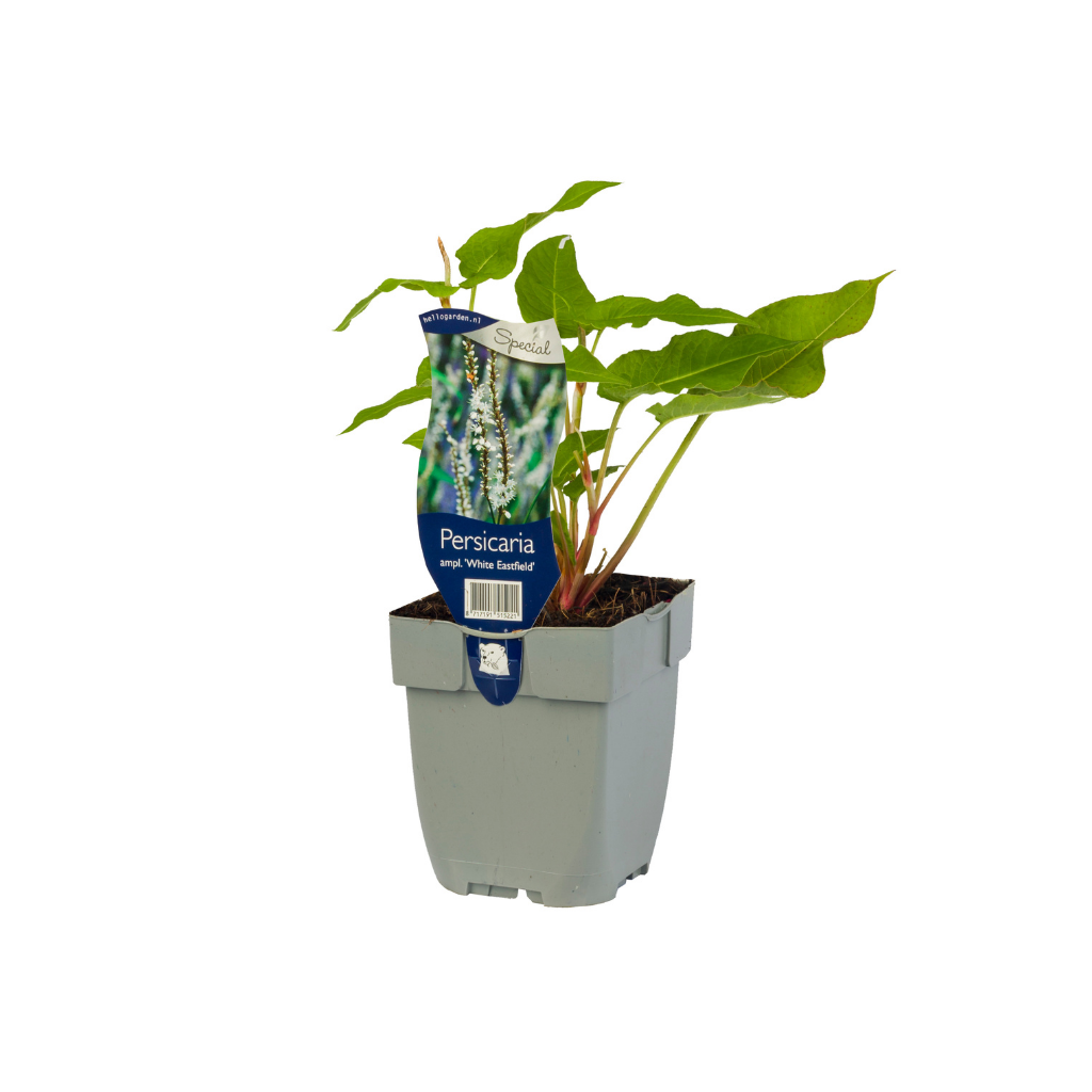 Duizendknoop (Persicaria ampl. 'White Eastfield') ø 11 cm